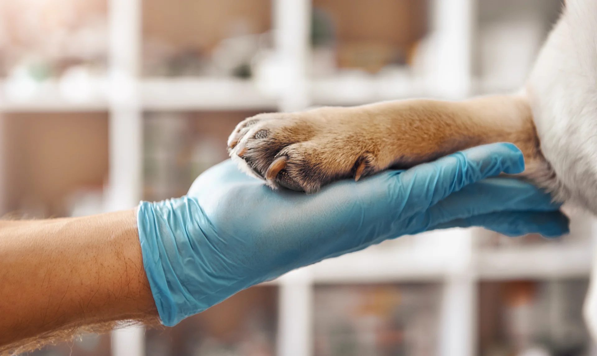 Gloved hand gently holding a dog's paw at a veterinary clinic